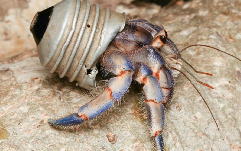 Hermit crabs snap up bright litter in hope of finding a mate