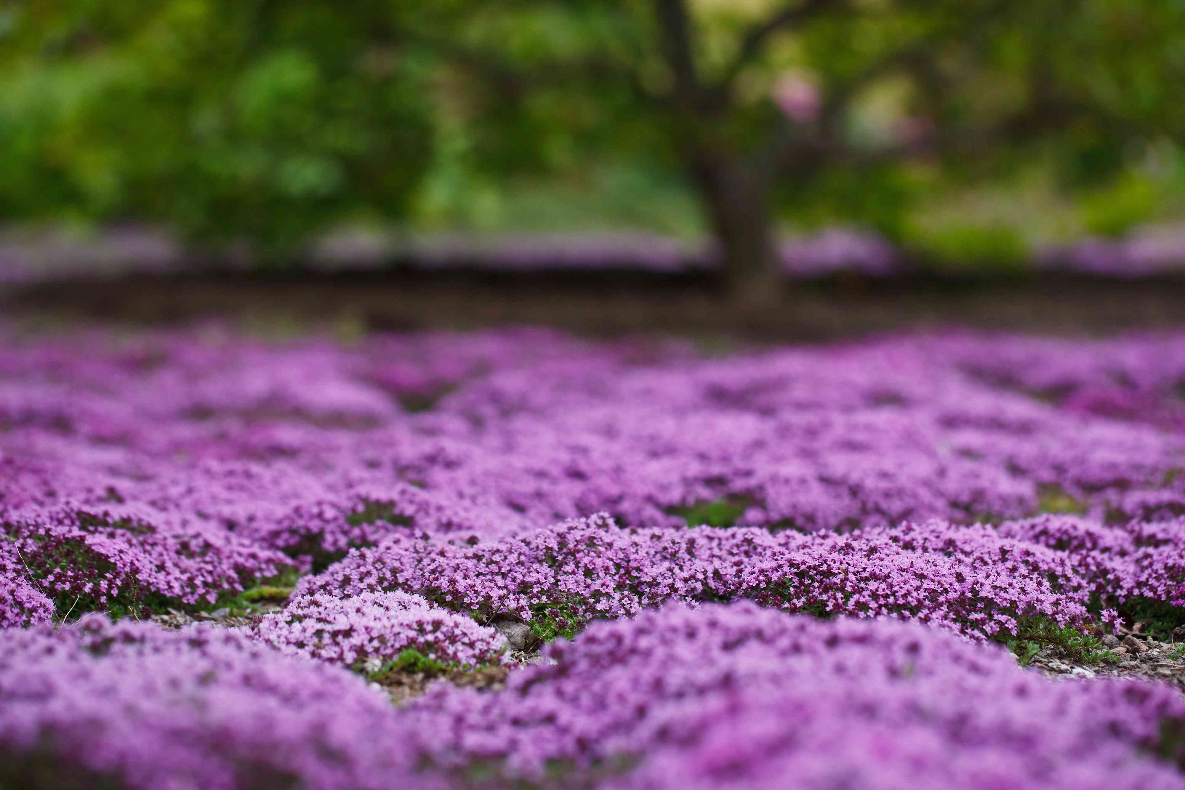 How To Grow And Care For Creeping Thyme A No Mow Alternative To Turf Grass   BB1hjuiy.img