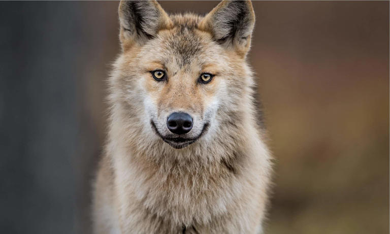 Male vs Female Wolves: 5 Key Differences