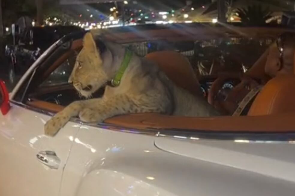 denuncian dueños que paseaban a un león en su carro, ¿qué ocurrió?