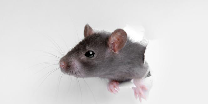 ¿qué hacer si entra un ratón o rata a su casa y les tiene miedo? tome estas acciones