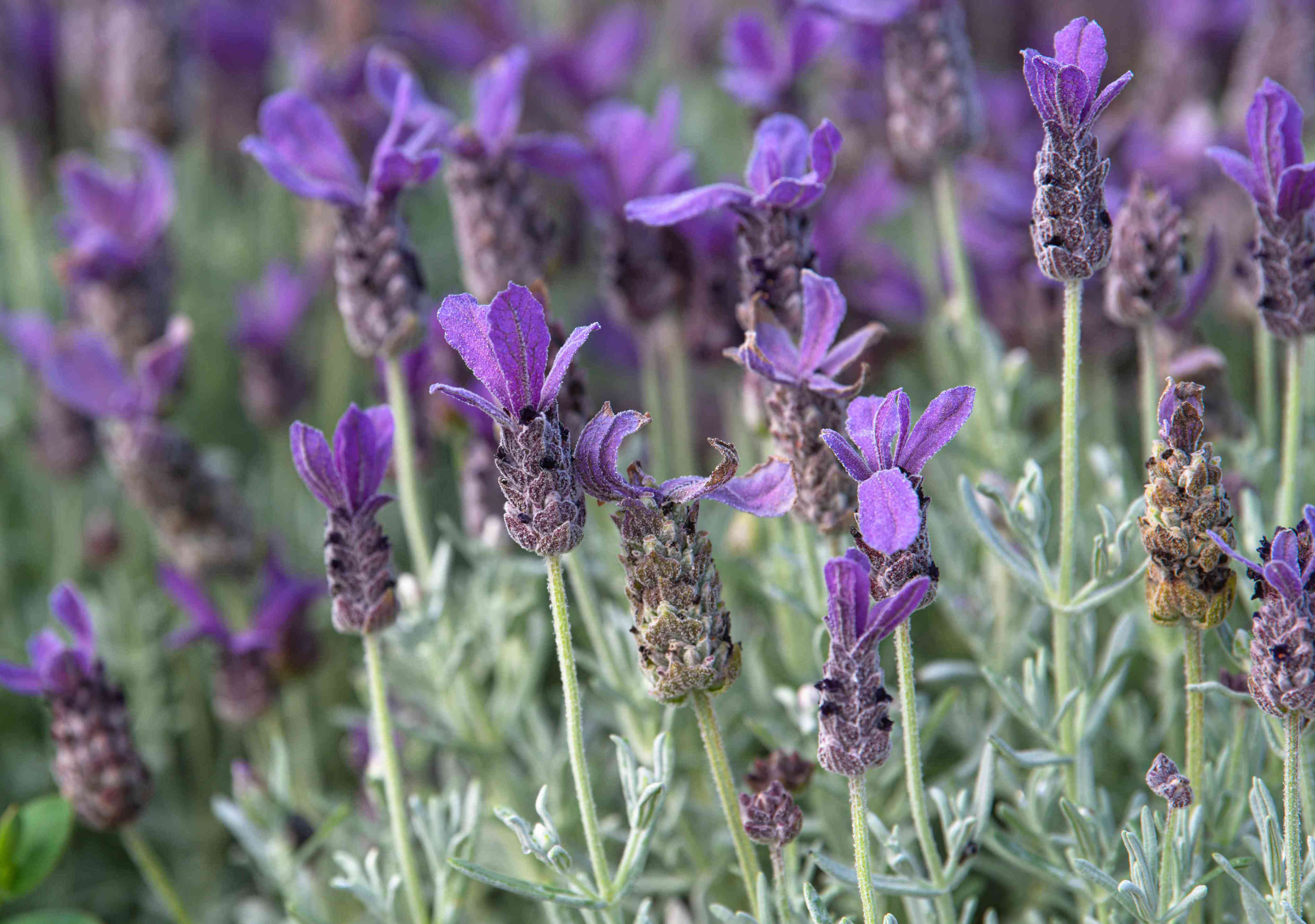 23 Types of Lavender Plants for a Fragrant and Colorful Garden