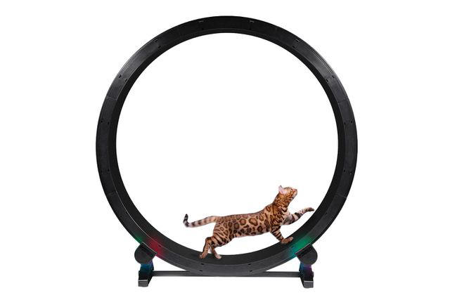 The 3 Best Cat Wheels For Indoor Exercise