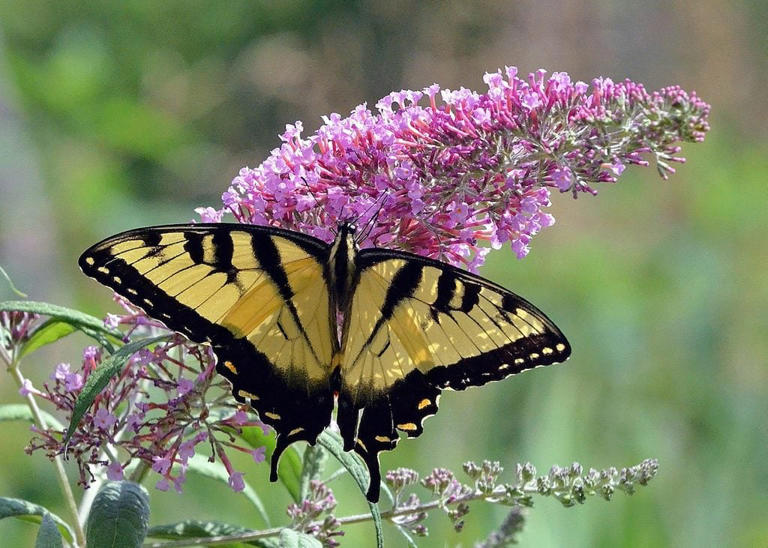 The Worst Poisonous And Invasive Plants For Your Yard