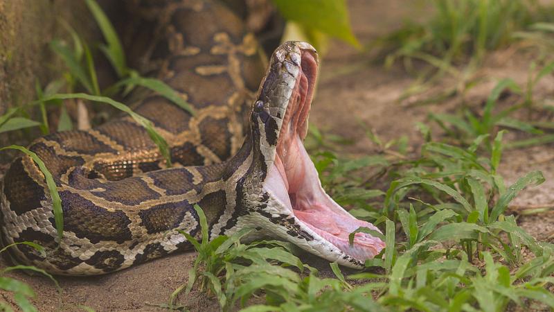 absoluter rekord: gigantische python gefunden!