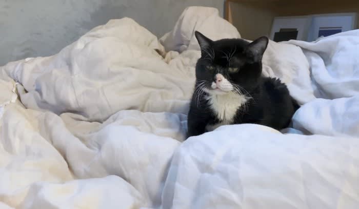 ベッドによじ登った猫を「寝かしつけてみた」結果……『可愛すぎてため息』『同じ世界の生物とは思えない尊さ』悶絶する人続々