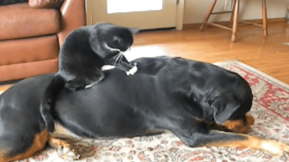 katze massiert den rottweiler: wie der hund reagiert, ist unbezahlbar (video)
