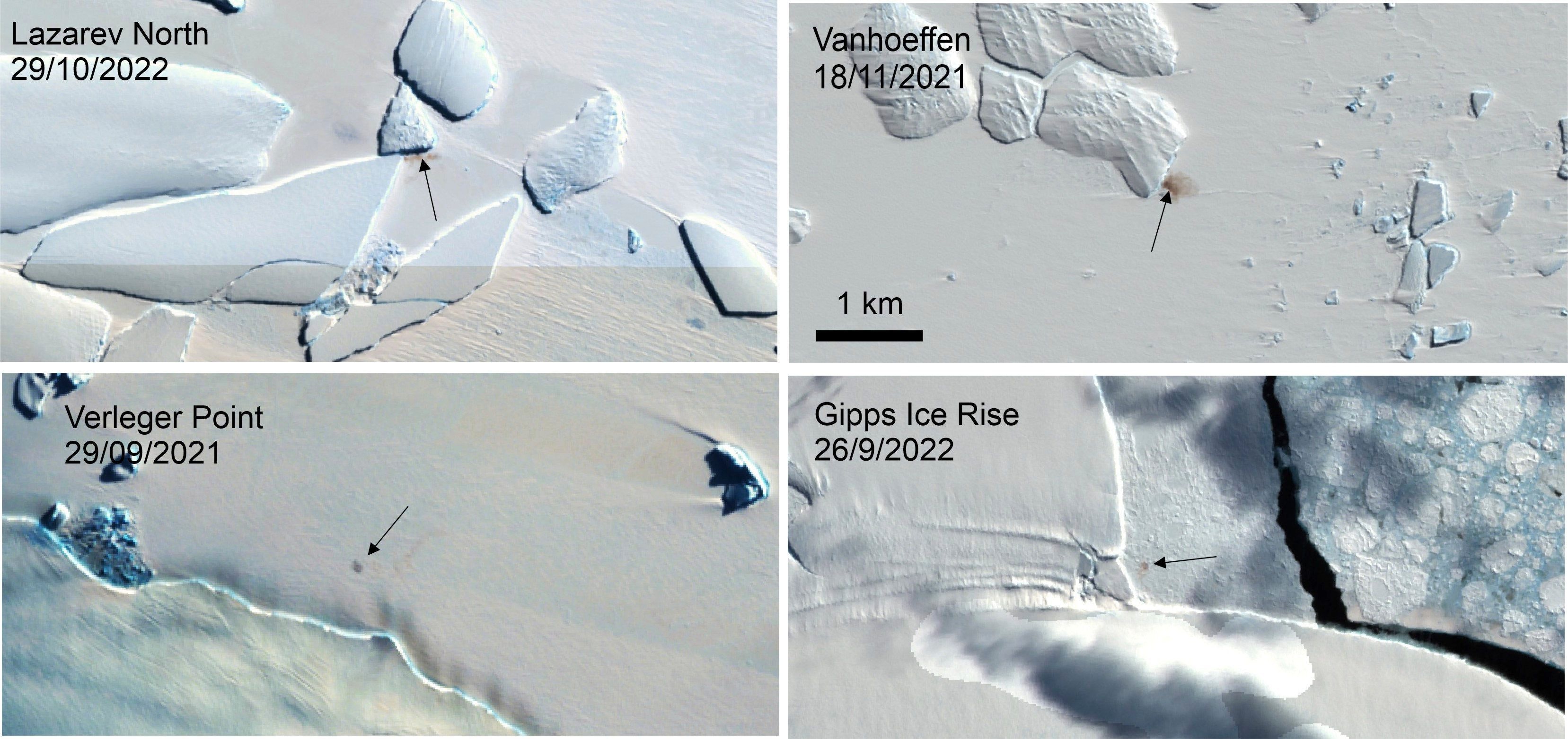 eindeutige spuren auf satellitenfoto: forschende machen überraschende entdeckung in der antarktis