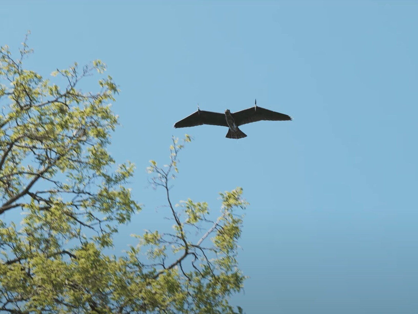 oto evolution eagle. wojskowy dron, który wygląda jak prawdziwy orzeł
