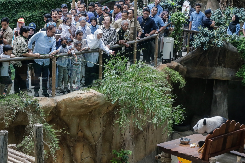 pm anwar announces rm5m funds for zoo negara, will negotiate with china for giant pandas’ extended stay in malaysia