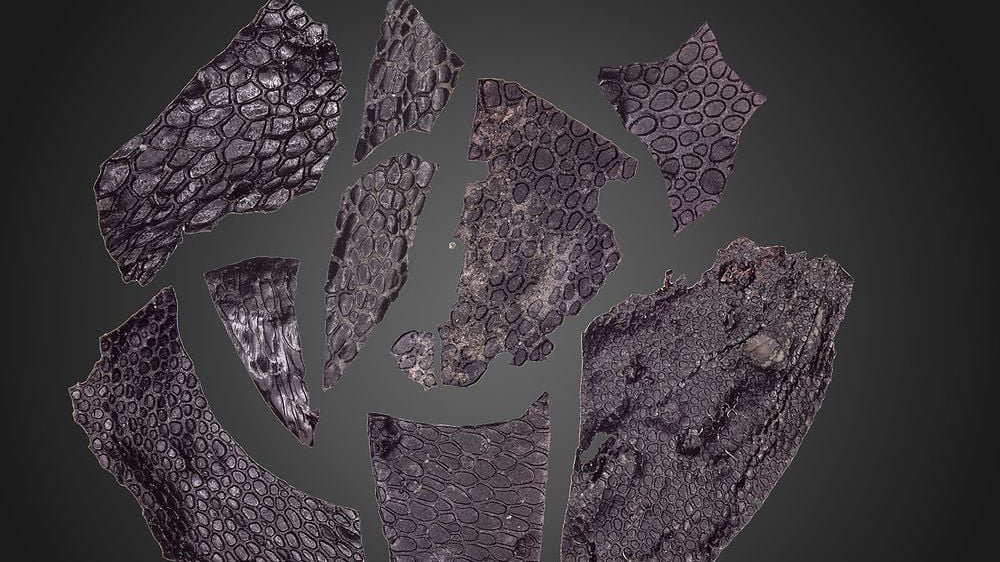 odkryto najstarszy fragment skamieniałej skóry