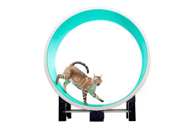 The 3 Best Cat Wheels For Indoor Exercise