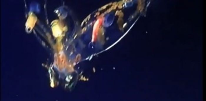 hallaron a un calamar único: fue filmado a 4000 metros de profundidad y tiene luces para atraer a sus presas