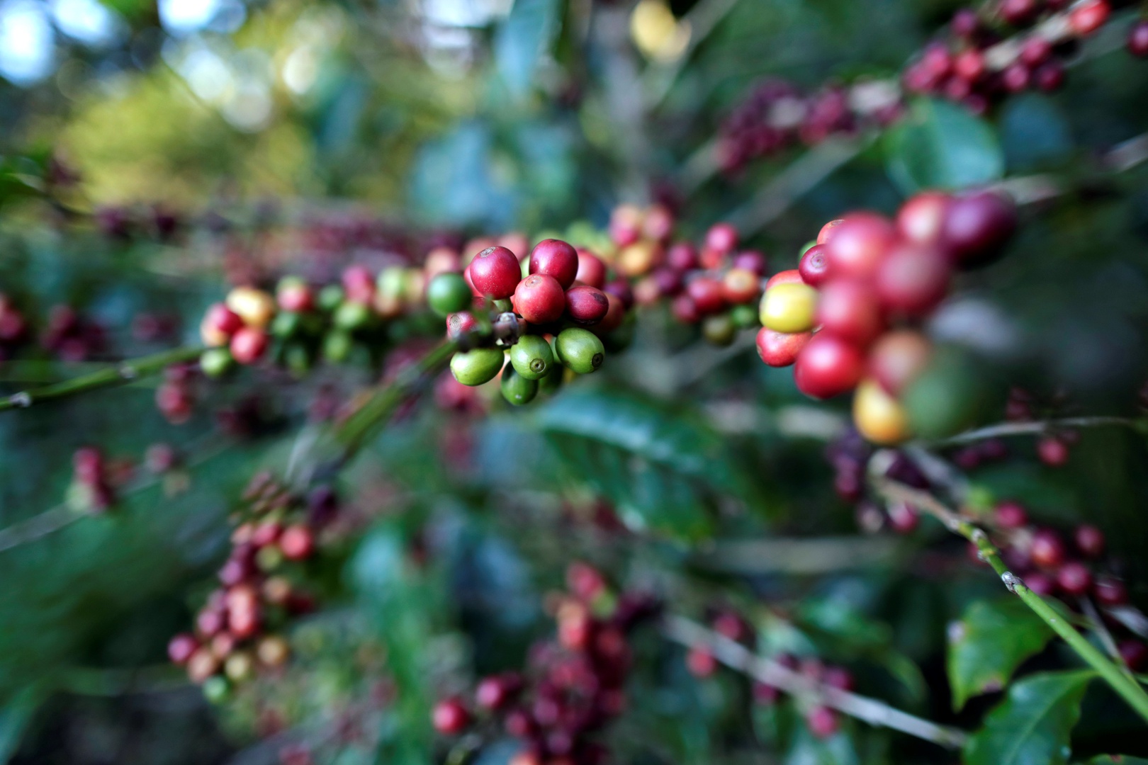 expertos refutan la afirmación de petro de que colombia es el quinto productor de café