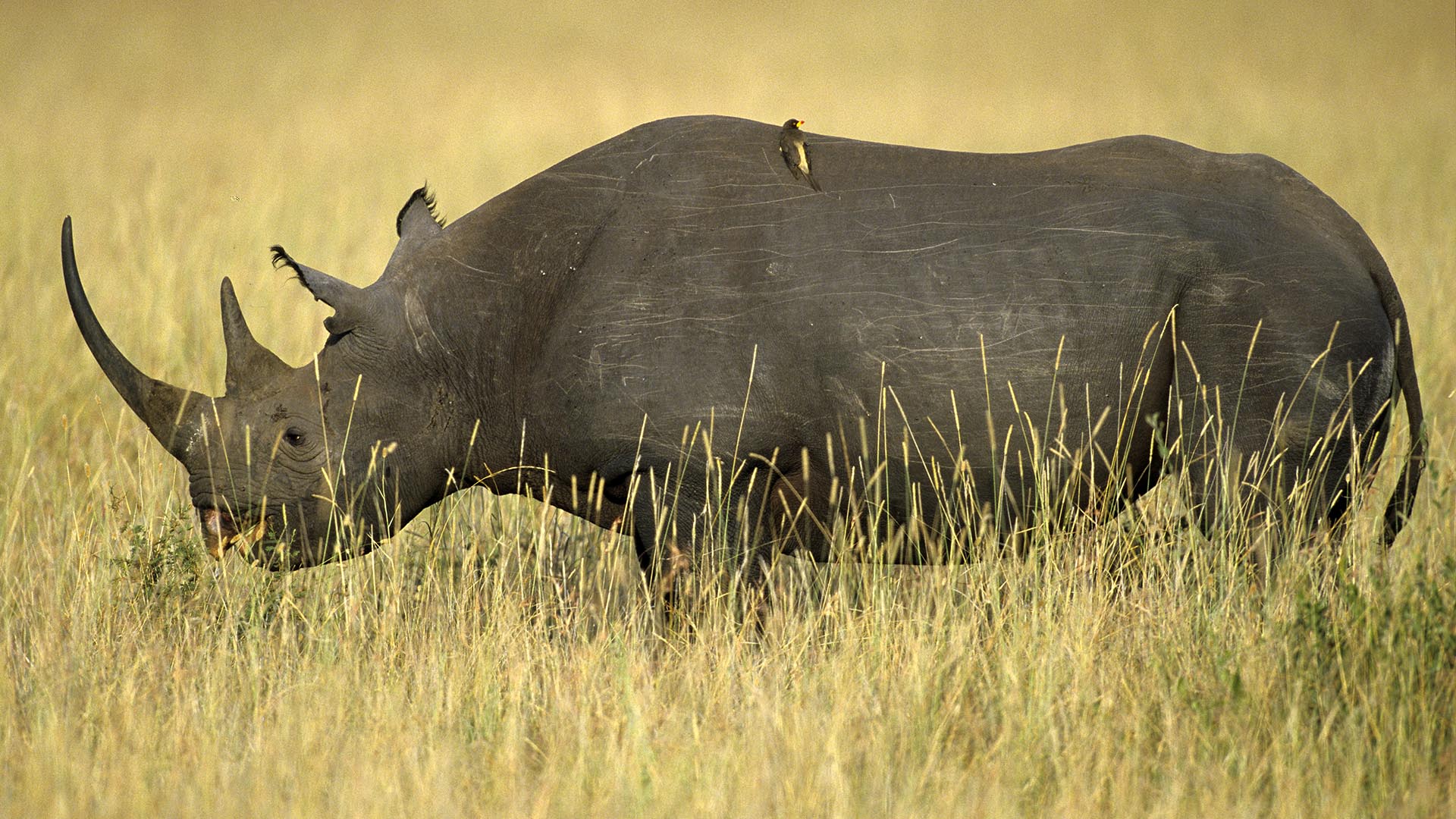 Ces Animaux Qui Ont Totalement Et Définitivement Disparu De La Planète