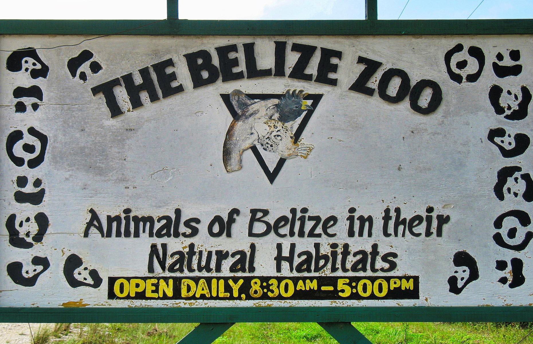 <p>It may sound strange to fly to the home of so many fascinating creatures only to see them in captivity, but the Belize Zoo prides itself on being a rescue and rehabilitation facility as much as a place where children can gawp through glass. The zoo, just off the busy George Price Highway, takes in animals retrieved from the illegal wildlife trade, and enclosures are carefully designed to reflect natural habitats. You'll see animals that, realistically, you'd be exceptionally lucky to see in the wild, including long-nosed tapirs, nicknamed 'mountain cows;' margays and ocelots, both small, spotted, jaguar-like cats; and harpy eagles, giant jungle raptors with notoriously intimidating plumage.</p>