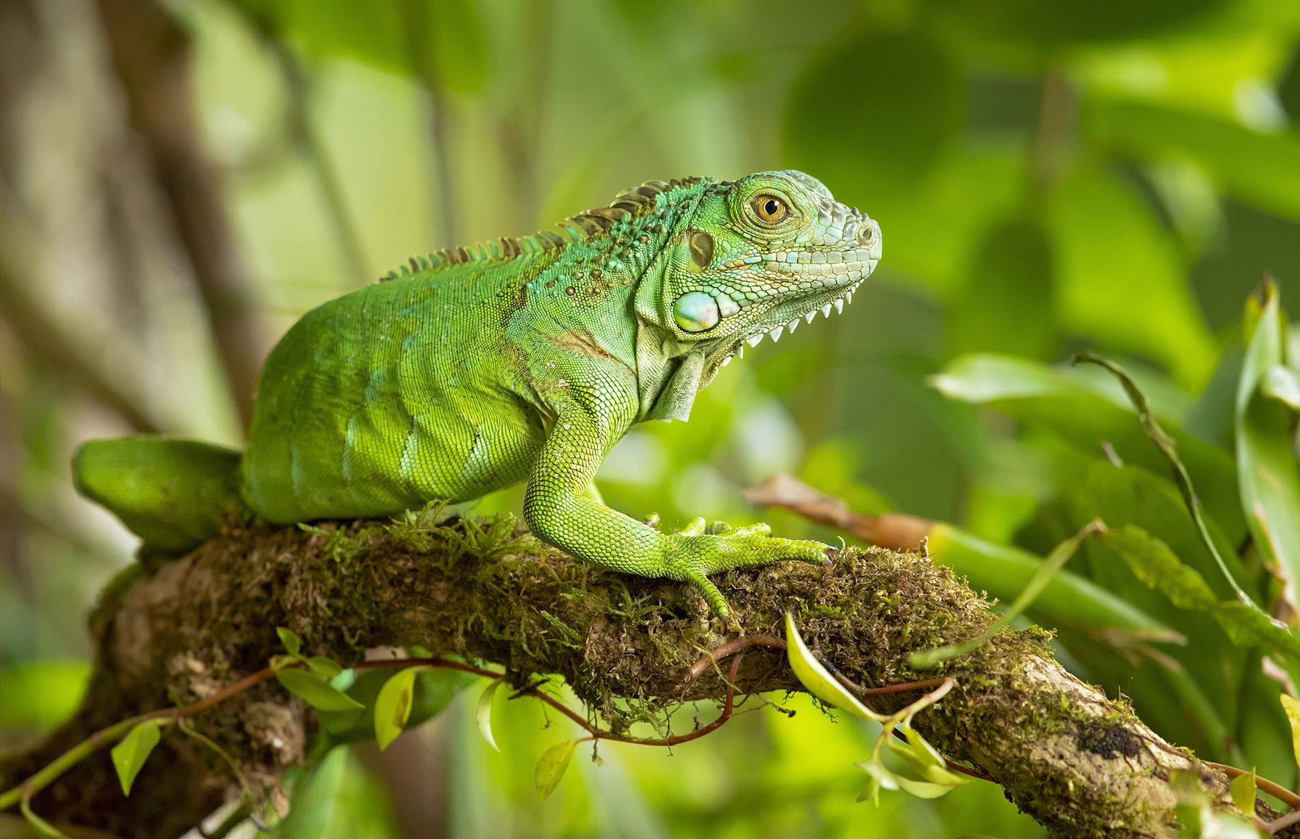 <p>San Ignacio is Belize's eco-tourism hub, and here even the hotels have wildlife sanctuaries. A Tripadvisor Travelers' Choice award winner for 2022 and 2023, the Green Iguana Conservation Project at the San Ignacio Resort Hotel gives guests and non-guests the chance to get up-close with these large and oddly cute reptiles, while learning about the initiative's incubation, hatching, rearing and releasing program. In Belize, iguanas are hunted as food for part of the year, and 'bamboo chicken,' as it is known, remains a popular dish in some quarters. If that doesn't sound like a tasty teatime, fear not – the restaurant on the hotel veranda has a more conventional menu.</p>