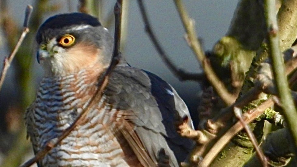 woodpeckers and sparrowhawks: your birdwatch 2024 pictures