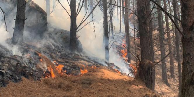 amazon, incendios han consumido 17.443 hectáreas del país