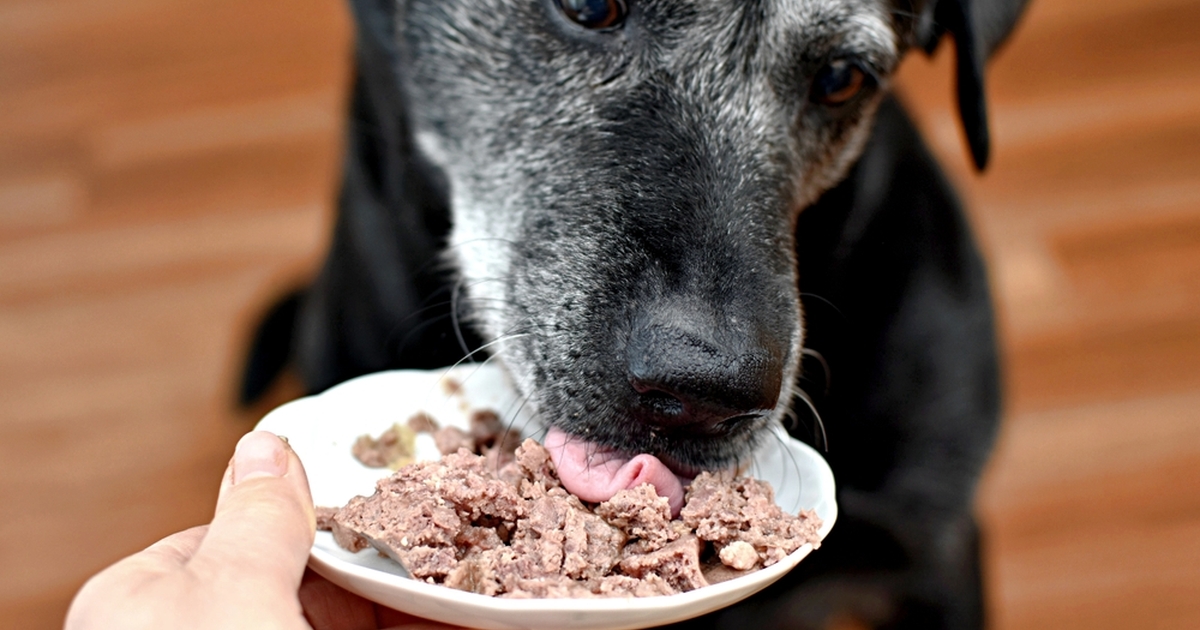 eksperter kommer med advarsel til hundeejere: disse 5 fødevarer er dødsens farlige