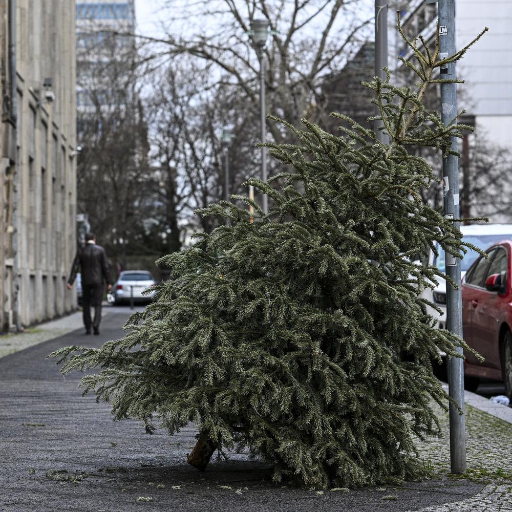 ausgediente tannen: bsr sammelt über 300.000 weihnachtsbäume in berlin ein