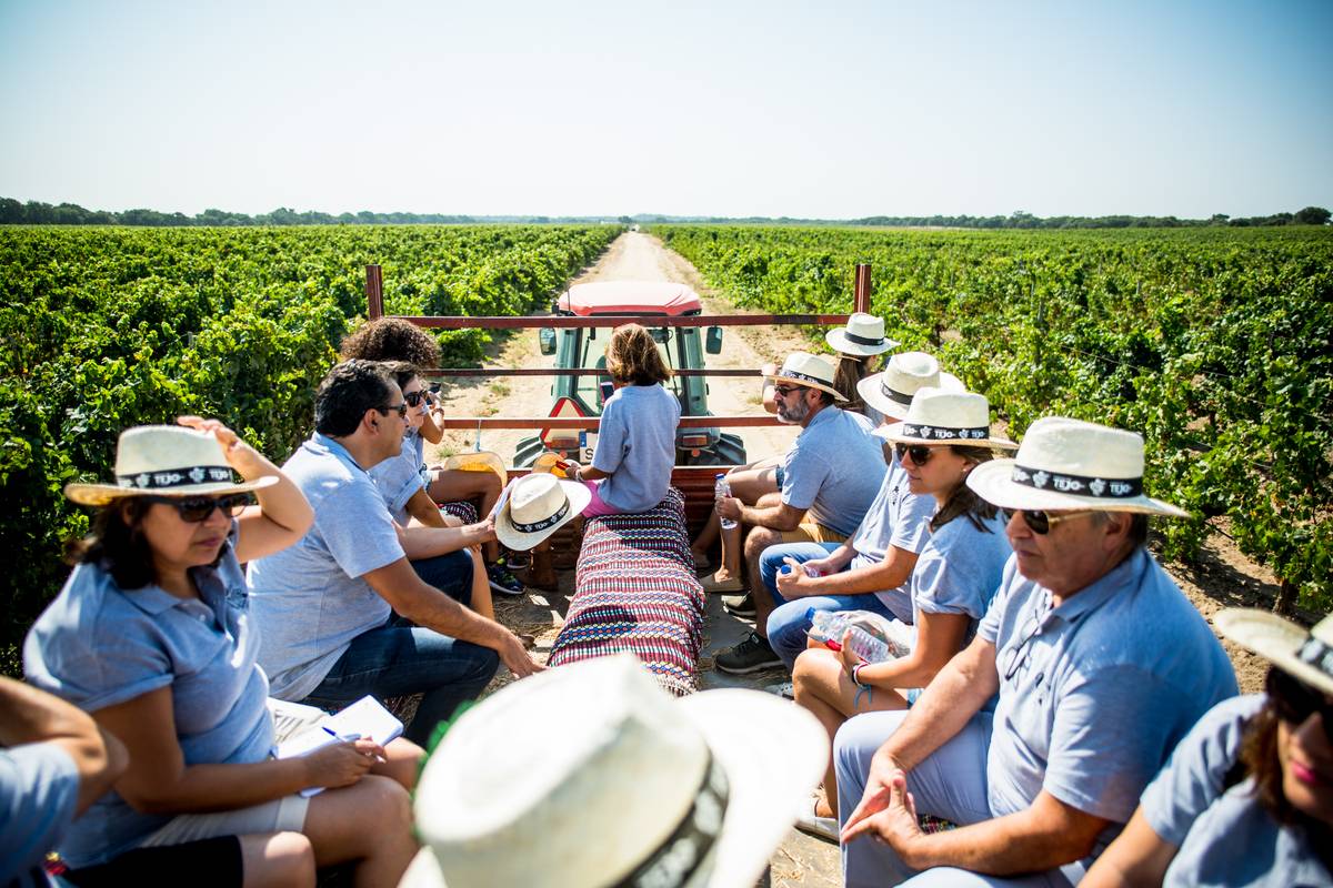 Ribatejo roteiro para descobrir a Cidade do Vinho 2024