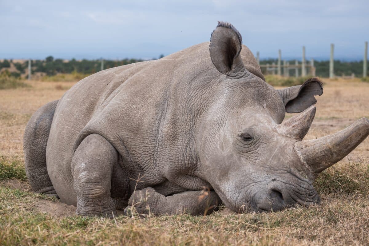 A closeup shot of a magnificent Northern white rhino captured in Ol Pejeta, Kenya. Credit: Wirestock on https://depositphotos.com/home.html