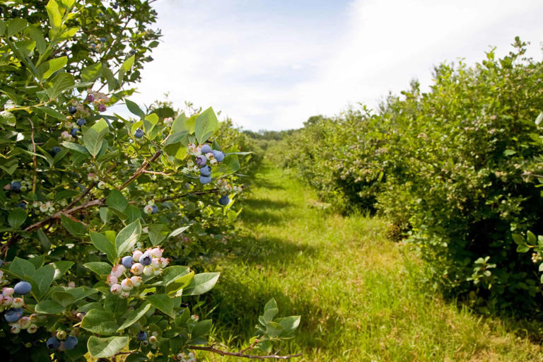 The 6 U.s. States That Grow The Most Cherries