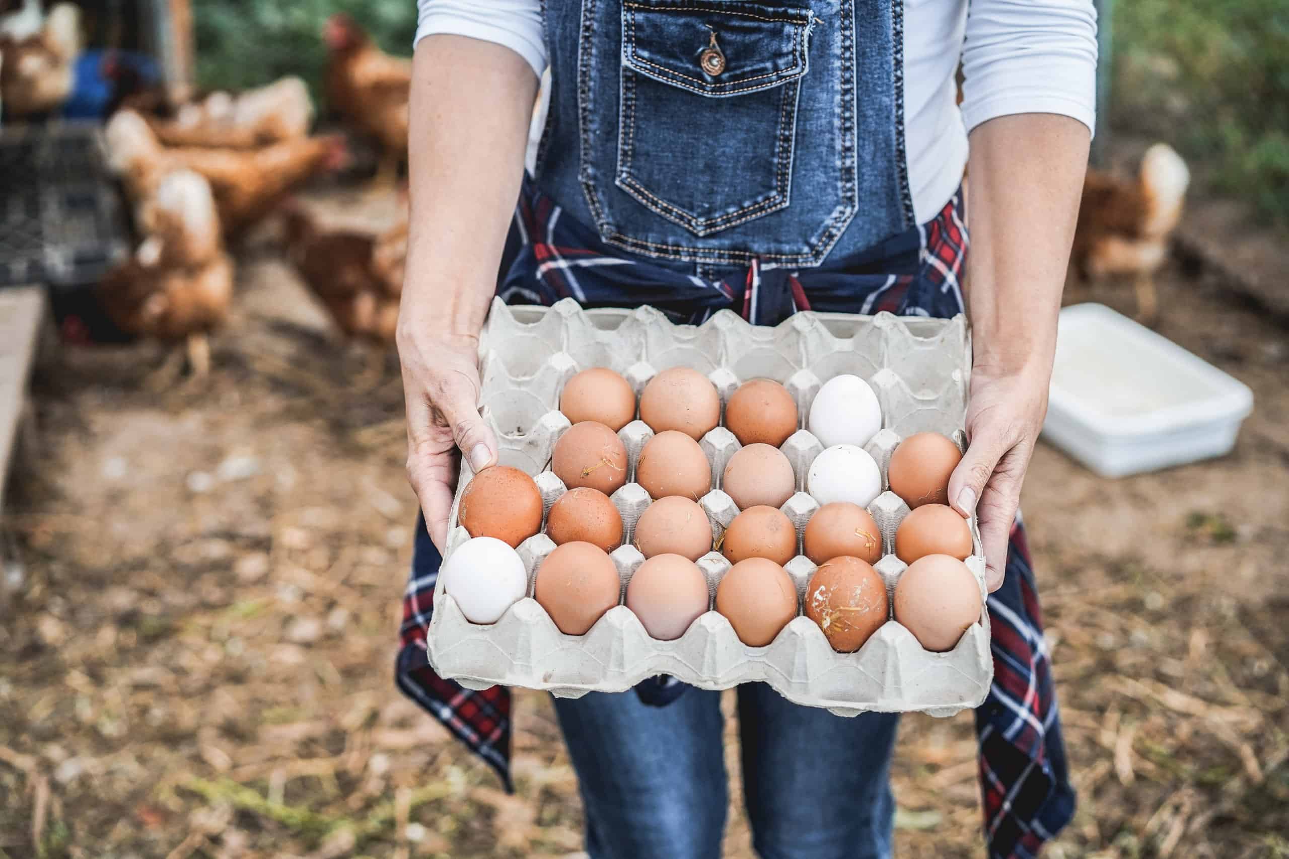 These States Produce the Most Eggs in the U.S.