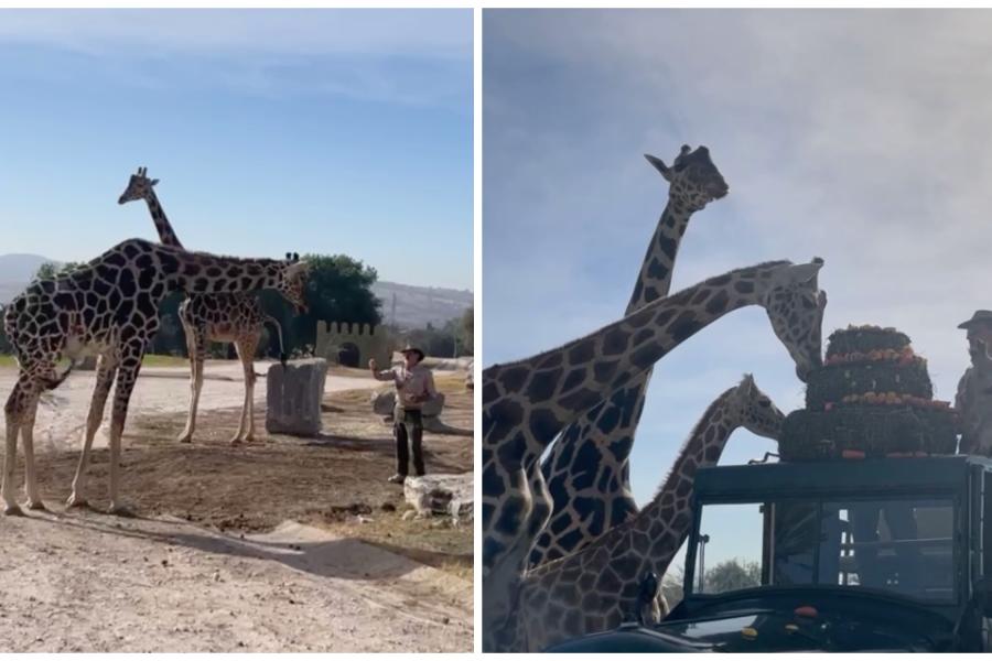 ¡Qué Emoción! Jirafa Benito Conoce A Su Nueva Familia En Africam Safari