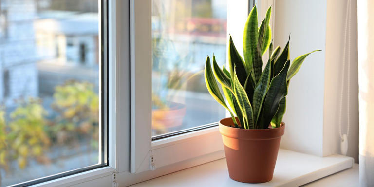 The Top Seven Plants to Banish Household Odors Naturally