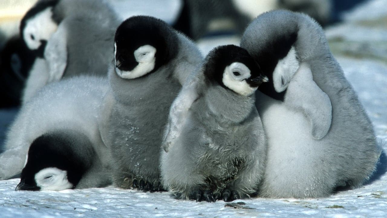 <p>This popular documentary shows what the life of a penguin is like in Antarctica. It’s a nice middle ground between the terrifying winter films and goofy kids’ movies. It shows the methodical way penguins survive in the unbearable Antarctic winter and work together to protect their babies.</p>