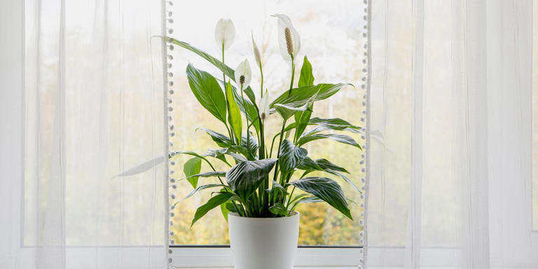 The Top Seven Plants to Banish Household Odors Naturally