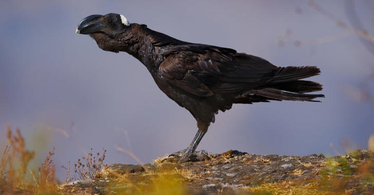 7 Black Birds That Look Like Crows