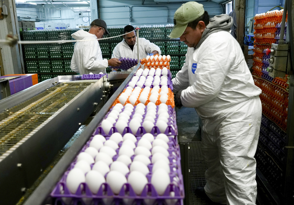 Avian Flu Is Devastating Farms In California S Egg Basket As   BB1hmhE0.img