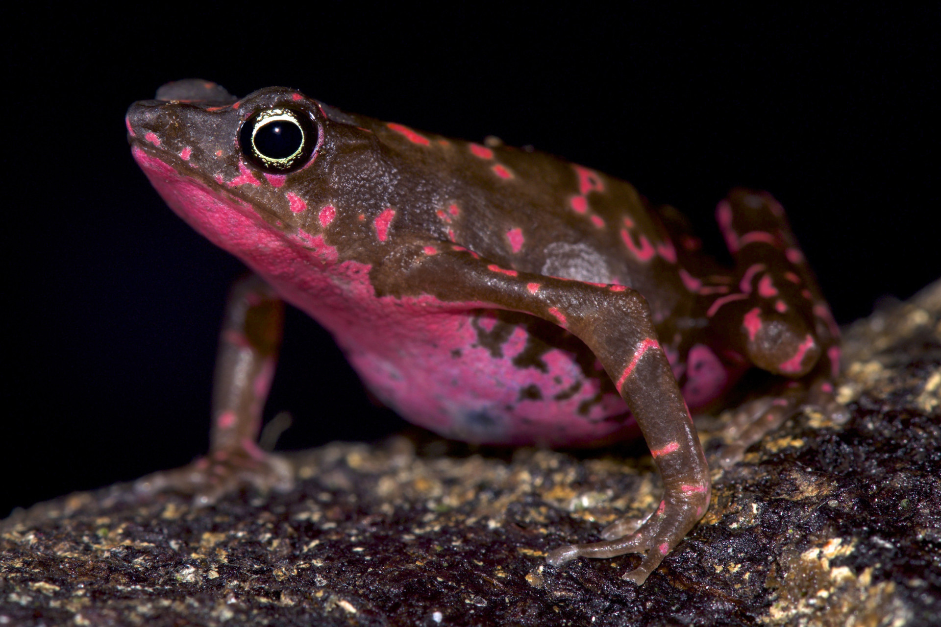 Weird And Wonderful Cold-blooded Wildlife