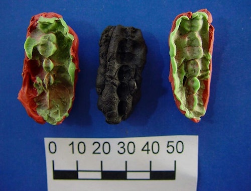 9000-year-old chewing gum reveals the diet of a stone age teenager