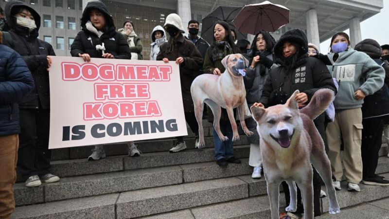 corea del sur prohíbe la venta de carne de perro a pesar de la oposición de las viejas generaciones