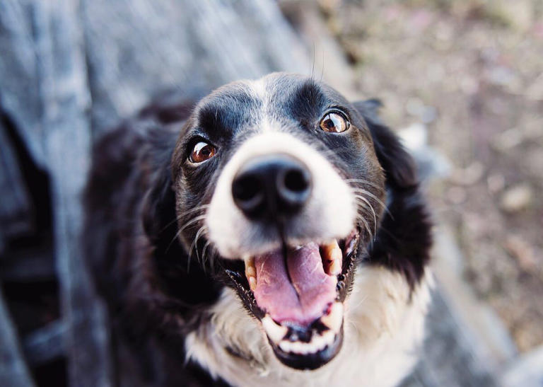 Understanding and tackling bad breath in dogs