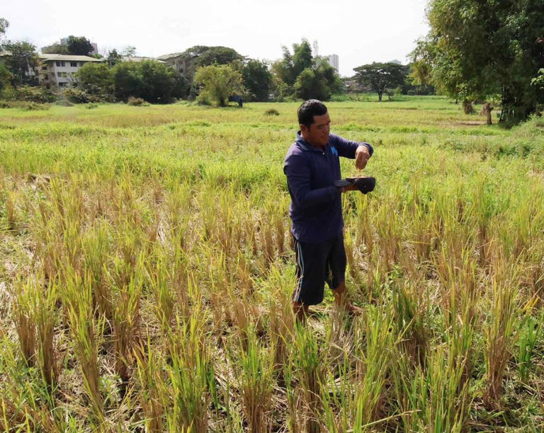 Farmers' group sees higher rice imports