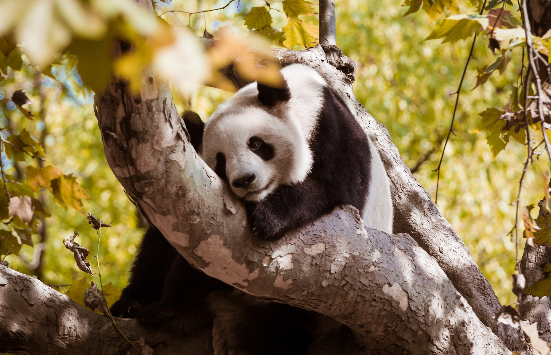 Everything you need to know about pandas