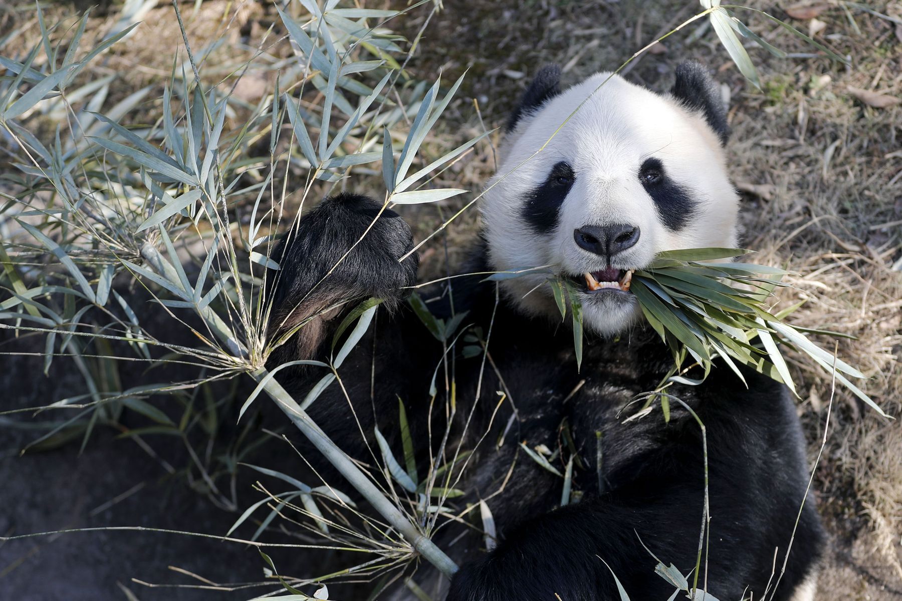 Everything you need to know about pandas