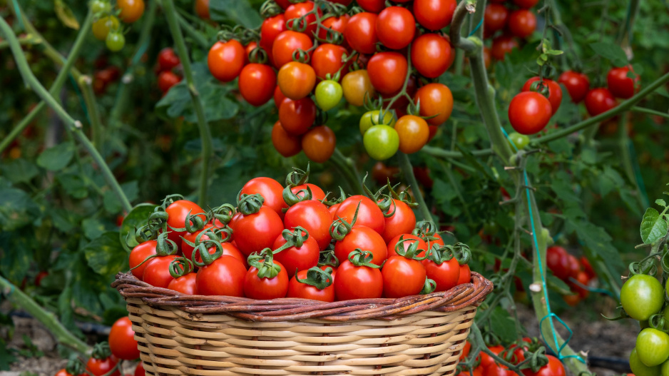 nejplodnější a nejchutnější odrůdy rajčat: vyberte si ty, které nepodlehnou plísni a odmění vás šťavnatými plody