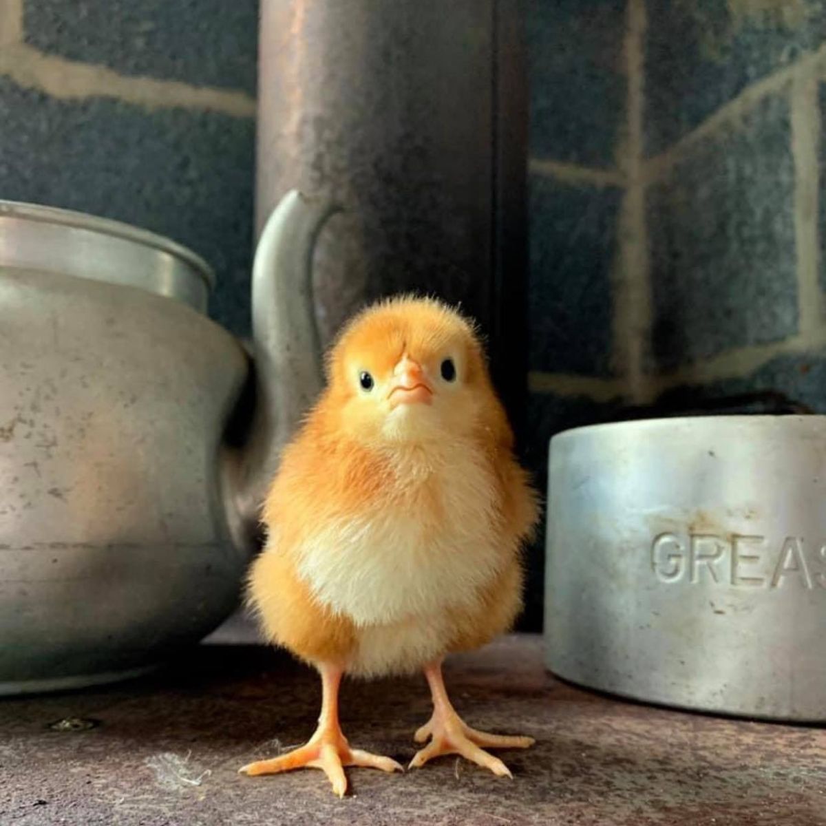 8 Things You Need To Know Before Getting Chickens