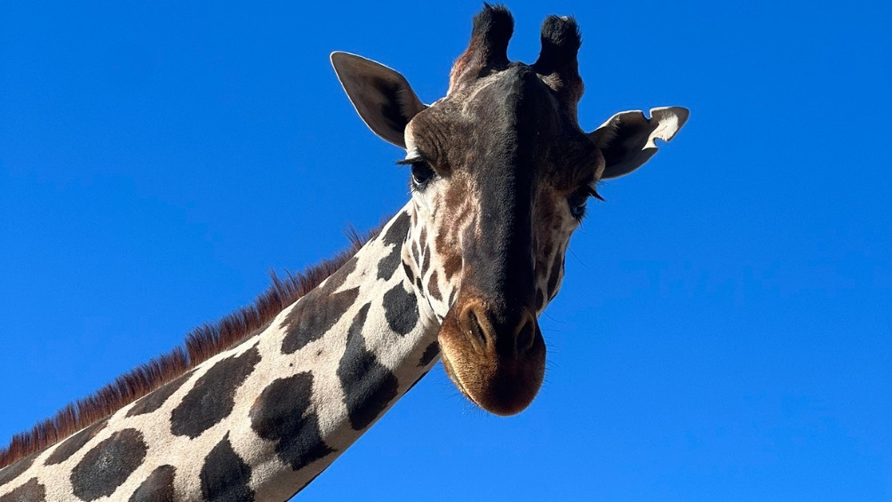 ¿cómo reconocer a benito entre las demás jirafas de africam safari? te decimos cómo