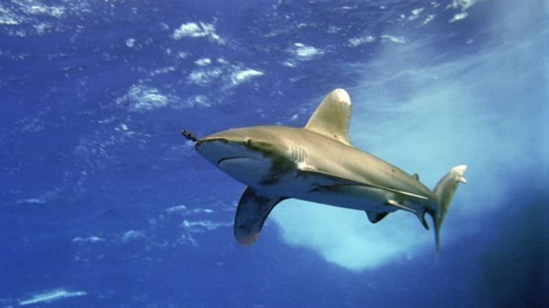 krvavé záběry útoku žraloka: zakousl se do 10letého chlapce, pak se voda zbarvila do ruda