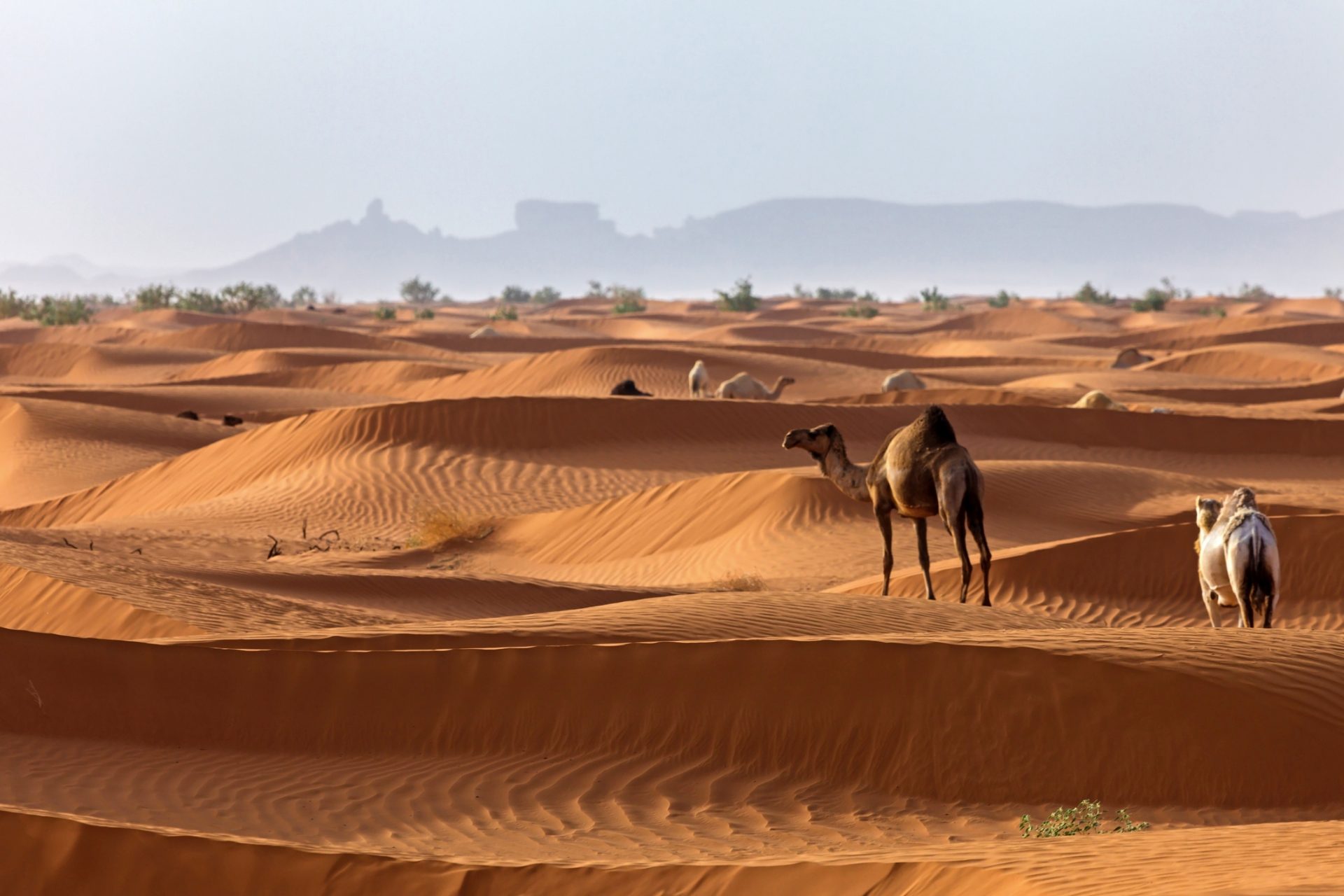 <p><span>『ガーディアン』紙によれば、大量の水を消費するアルファルファの栽培は、ほぼ全土が砂漠からなるサウジアラビアでは2016年に禁止されたという。</span></p>