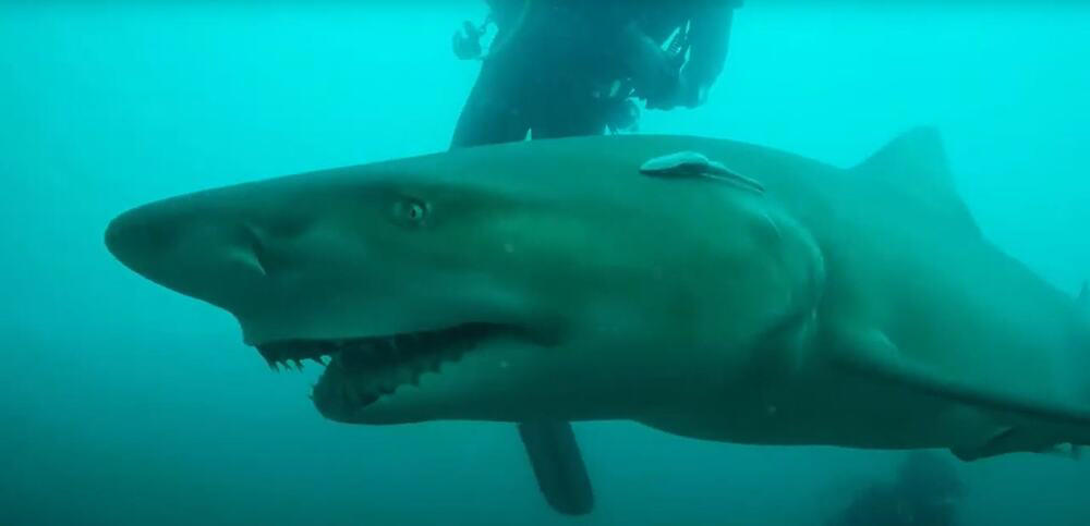 États-Unis: un grand requin blanc nouveau-né probablement photographié pour  la première fois