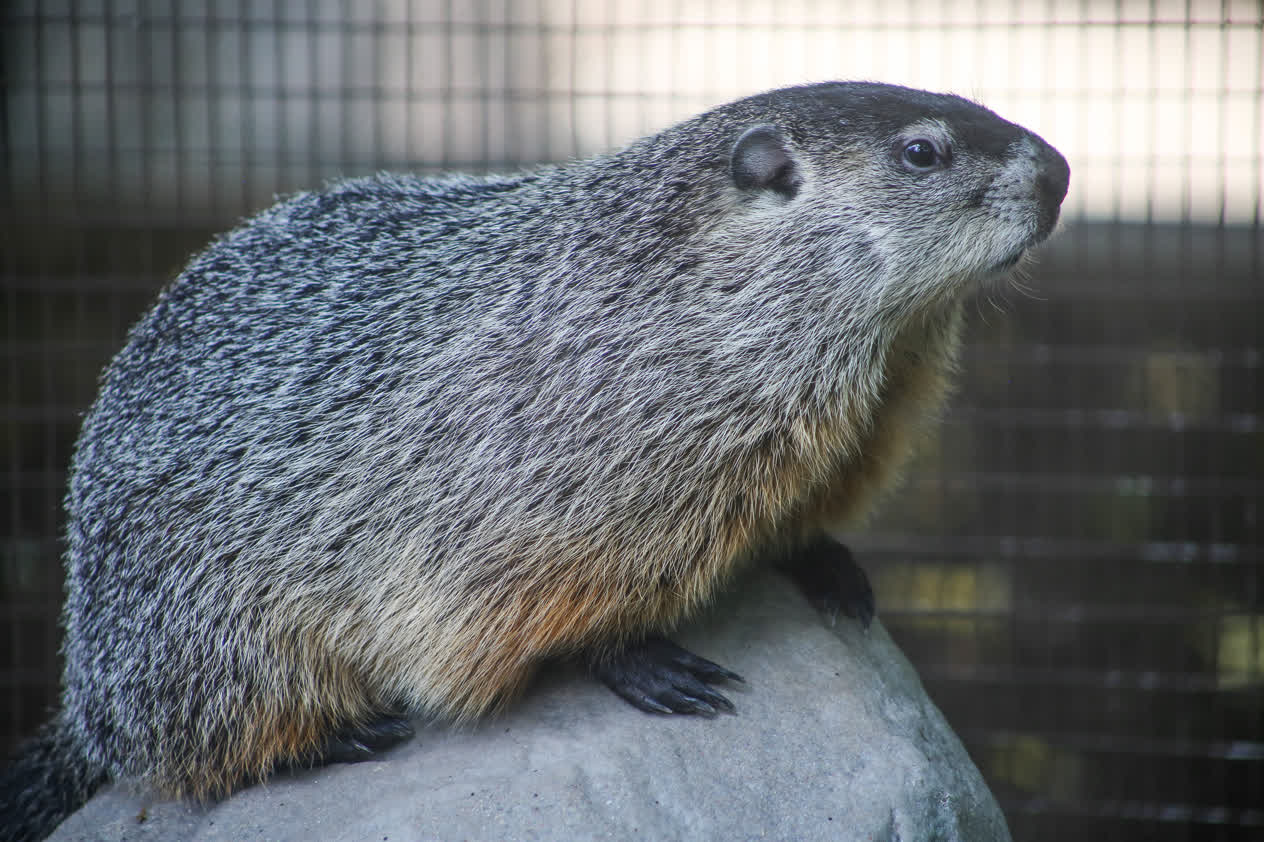 Groundhogs Say Early Spring Meteorologists Say Warmer Spring Here S   BB1hpXMN.img