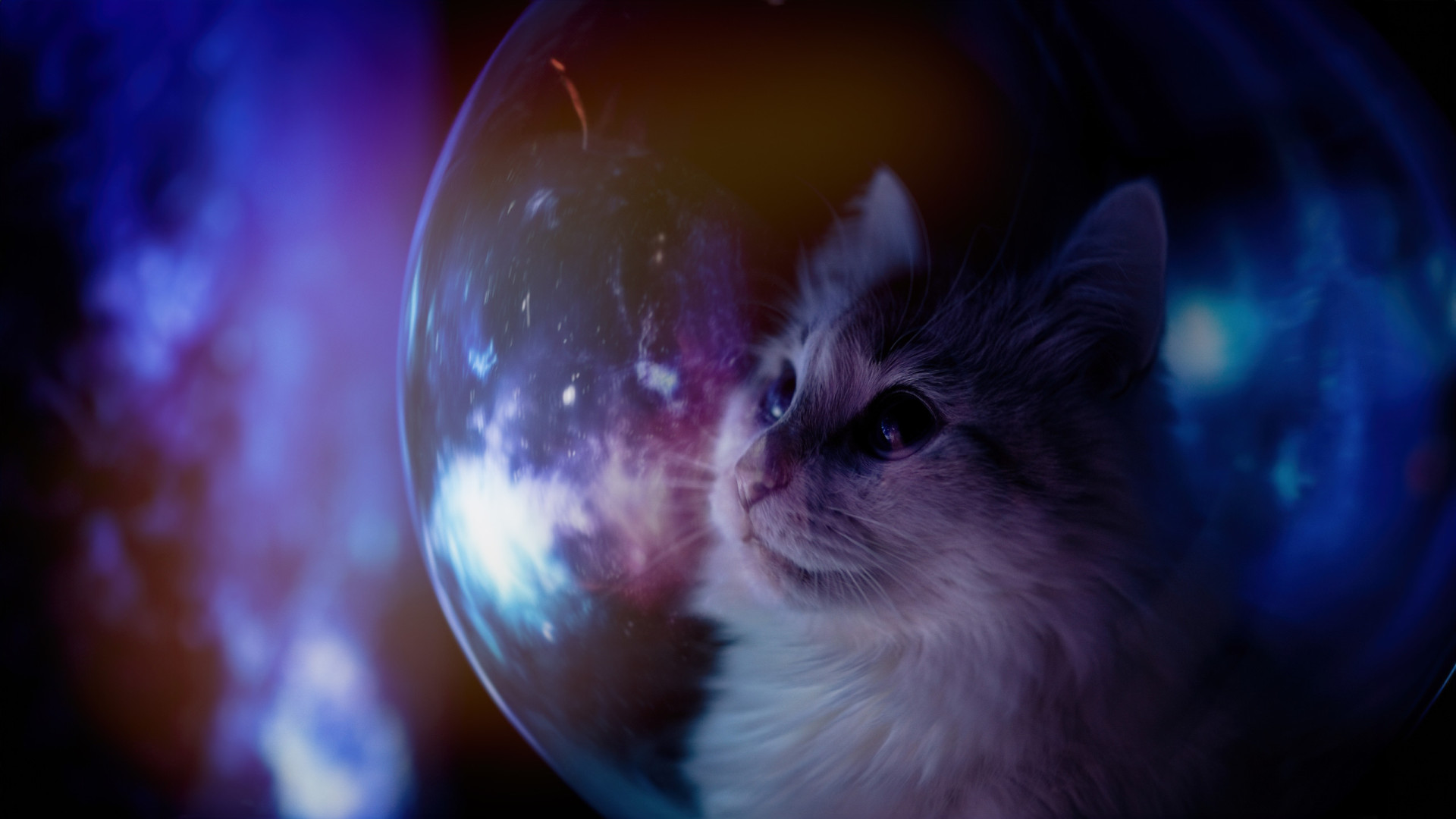 Communicatie met dieren